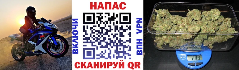 Конопля гибрид  Корсаков 